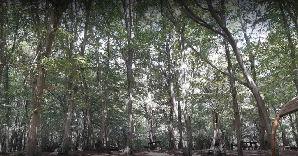İstanbul Kamp Yapılacak Yerler - Fatih Ormanı Tabiat Parkı Kamp Alanı